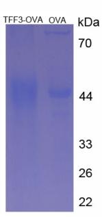 OVA Conjugated Trefoil Factor 3 (TFF3)