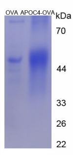 OVA Conjugated Apolipoprotein C4 (APOC4)