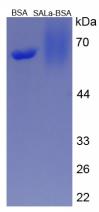 BSA Conjugated Salusin Alpha (SALa)