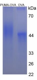 OVA Conjugated p53 Upregulated Modulator Of Apoptosis (PUMA)