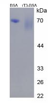 BSA Conjugated Reverse Triiodothyronine (rT3)