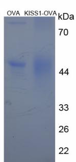 OVA Conjugated Kisspeptin 1 (KISS1)