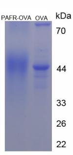 OVA Conjugated Platelet Activating Factor Receptor (PAFR)