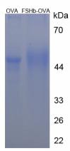 OVA Conjugated Follicle Stimulating Hormone Beta (FSHb)