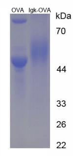 OVA Conjugated Immunoglobulin Kappa (Igk)