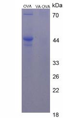 OVA Conjugated Retinol (Ret)