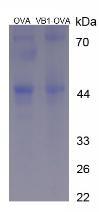 OVA Conjugated Vitamin B1 (VB1)