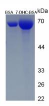 BSA Conjugated 7-Dehydrocholesterol (7-DHC)