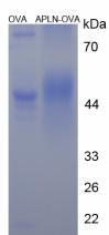 OVA Conjugated Apelin (APLN)