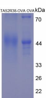 OVA Conjugated Taste Receptor Type 2 Member 38 (TAS2R38)