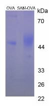 OVA Conjugated S-Adenosyl Methionine (SAM)