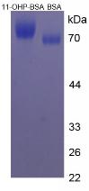 BSA Conjugated 11-Hydroxyprogesterone (11-OHP)