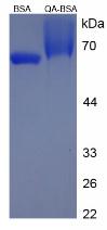 BSA Conjugated Quinolinic Acid (QA)