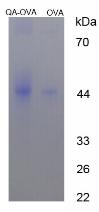 OVA Conjugated Quinolinic Acid (QA)