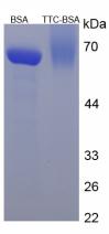 BSA Conjugated Tetracycline (TTC)