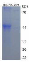 OVA Conjugated Meropenem (Mer)