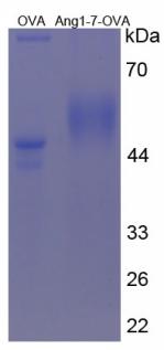 OVA Conjugated Angiotensin 1-7 (Ang1-7)