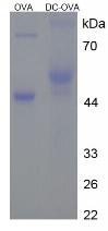 OVA Conjugated Deoxycholate (DC)