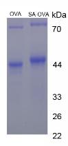 CPS099Ge21.jpg