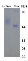 OVA Conjugated Tyrosine (Tyr)