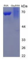 BSA Conjugated Glutamic Acid (Glu)