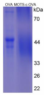 OVA Conjugated Mitochondrial Open Reading Frame Of The 12S rRNA-c (MOTS-c)