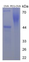 OVA Conjugated Polyethylene Glycol (PEG)