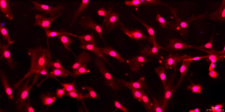 Primary Rabbit Adrenal Cortical Cells (ADCC)