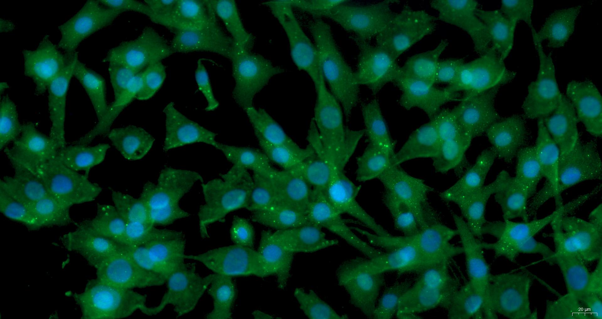 Primary Canine Articular Chondrocytes (AC)