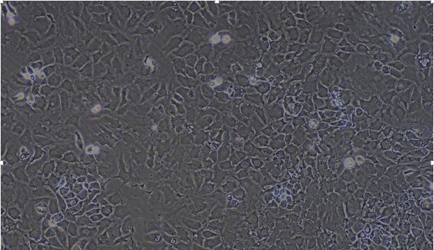 Primary Caprine Articular Chondrocytes (AC)