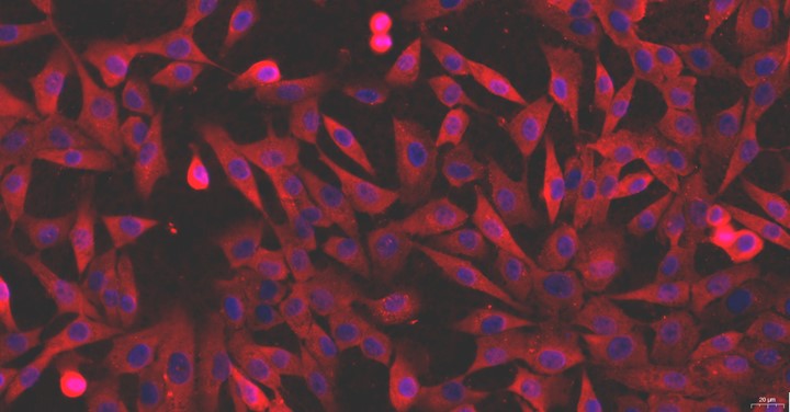 Primary Cavia Articular Chondrocytes (AC)