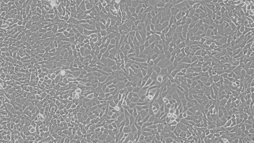 Primary Rabbit Articular Chondrocytes (AC)