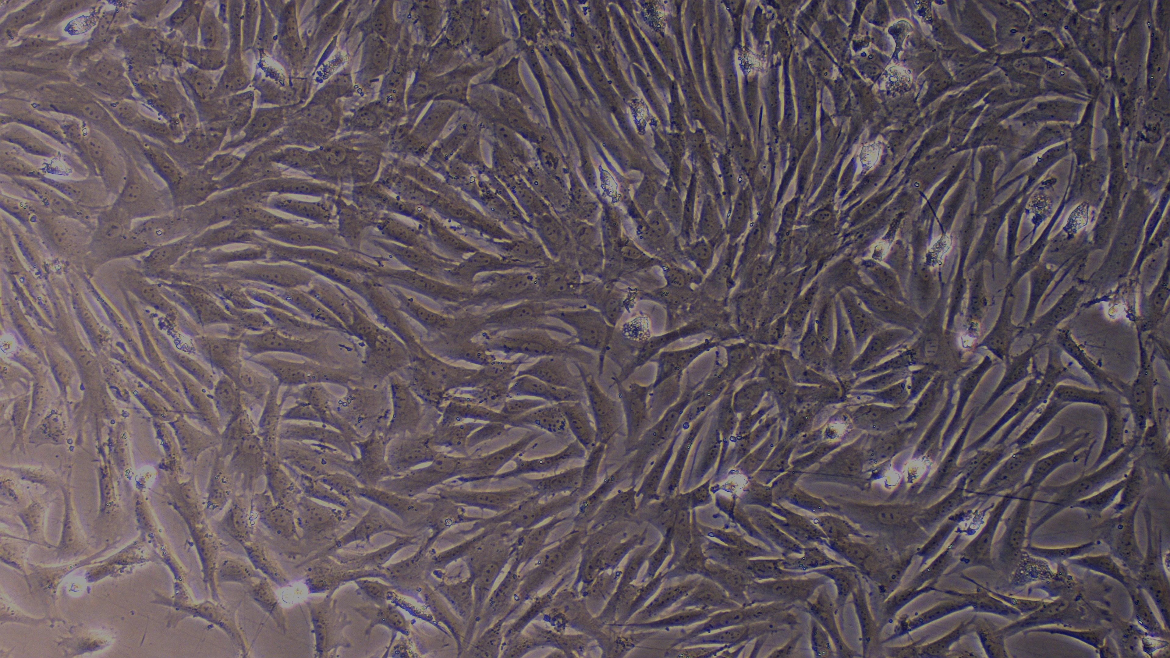 Primary Caprine Aortic Endothelial Cells (AEC)