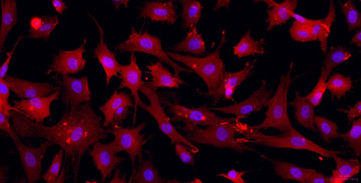 Primary Caprine Myocardial Cells (MC)