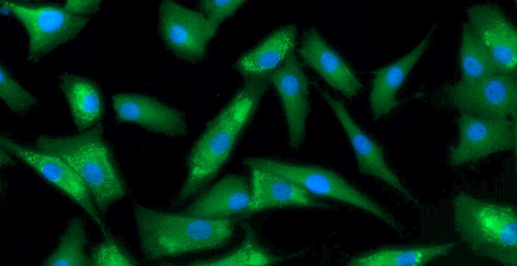 Primary Caprine Annulus Fibrosus Cells (AFC)