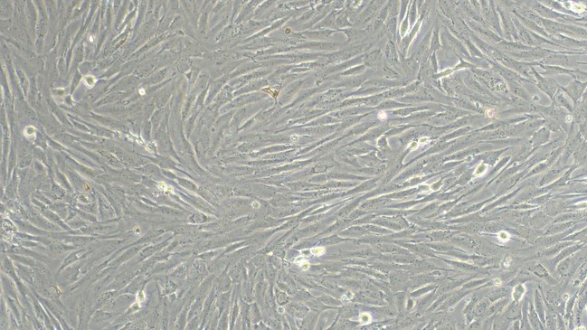 Primary Canine Retinal Astrocytes (RA)