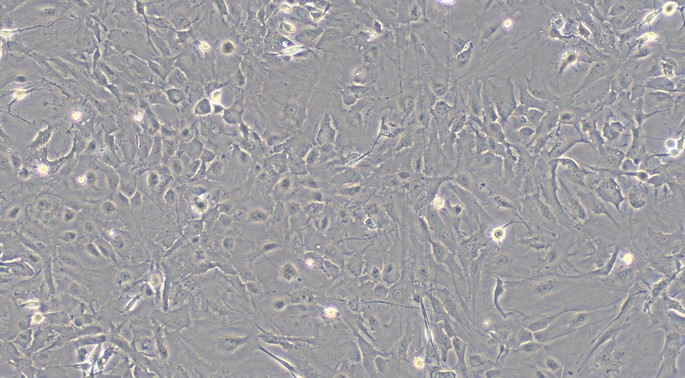 Primary Canine Retinal Astrocytes (RA)