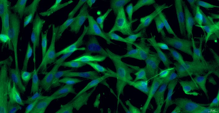 Primary Rabbit Brain Astrocytes (BA)