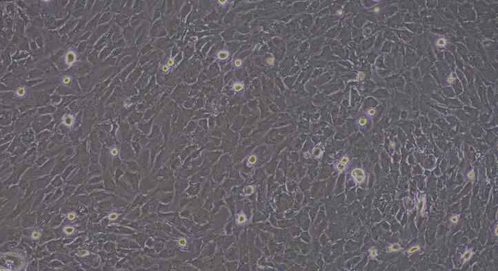 Primary Rabbit Brain Microvascular Endothelial Cells (BMEC)