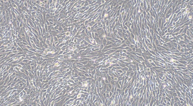 Primary Canine Umbilical Mesenchymal Stem Cells (UMSC)