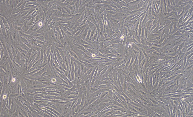 Primary Rabbit Adipose-derived Mesenchymal Stem Cells (ADSCs)