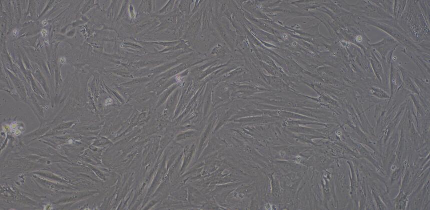 Primary Mouse Pulmonary Fibroblasts (PF)