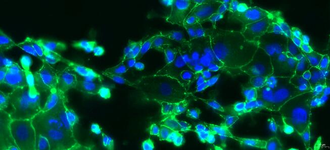 Primary Canine Endometrial Epithelial Cells (EEC)