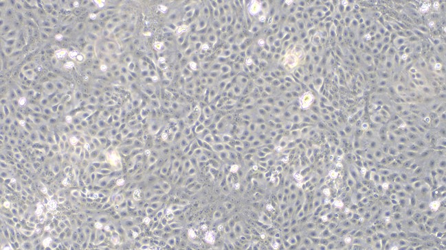 Primary Feline Endometrial Epithelial Cells (EEC)