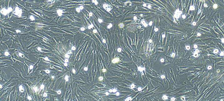 Primary Canine Thymic Fibroblasts (TF)