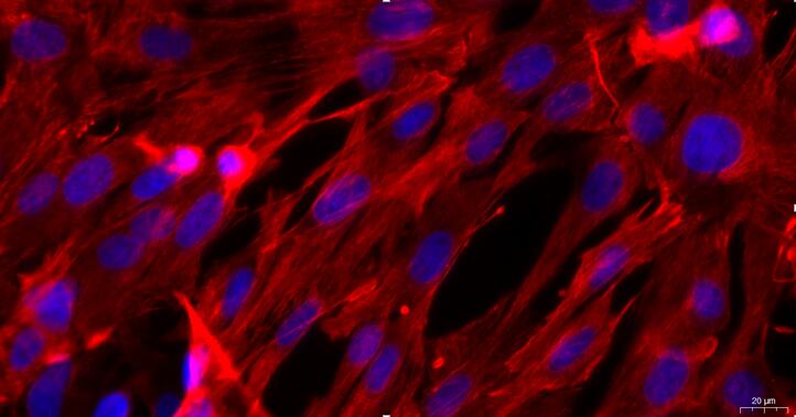 Primary Caprine Thymic Fibroblasts (TF)