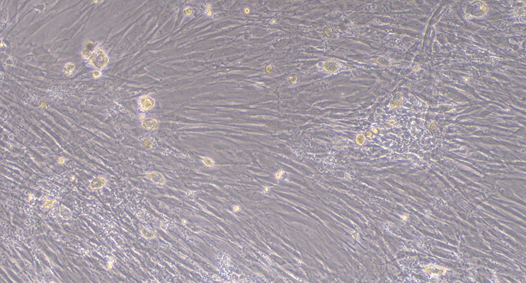 CSI036Mu01.jpg