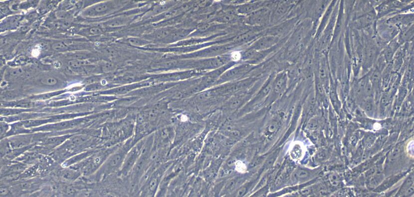 CSI036Rb01.jpg