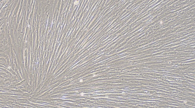 Primary Feline Uterine Smooth Muscle Cells (USMC)