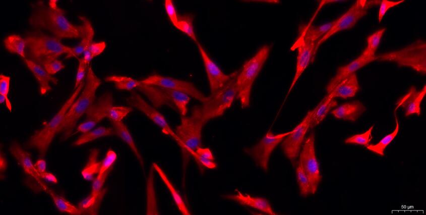 Primary Canine Meningeal Cells (MC)